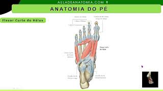 MÚSCULOS DO PÉ REGIÃO PLANTAR MEDIAL anatomy anatomia medico fisioterapia educationalvideo [upl. by Kcirnek]