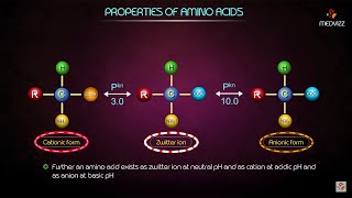 Properties of Amino acids  Medical biochemistry animations [upl. by Marinna760]