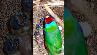 RedHeaded Gouldian Finch Male in nest covering his tiny baby birds  bird chicks birds bird [upl. by Ttehc]