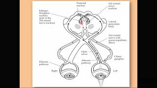 The pupillary light reflex [upl. by Areik]