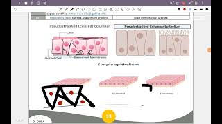 Epithelial Tissueالمحاضرة الثانية [upl. by Aikenahs853]