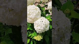 Hydrangea arborescence Annabelle  Hortensia Annabelle [upl. by Anaihsat]