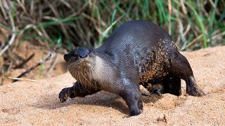 Smooth Coated Otters  Ambassadors of Our Wetlands [upl. by Obediah]