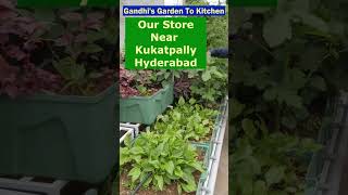 Results after Few days of Garden Setup bandlaguda shorts gandhisgardentokitchen [upl. by Nnylaj]