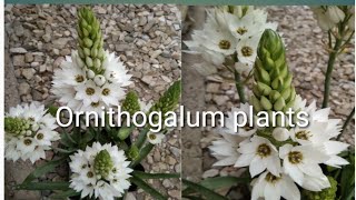 How to grow n care of Ornithogalum plantsChincherincheeOrnithoqalum youtubeshorts shortvideo [upl. by Chaddie]