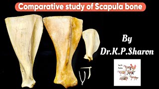 Comparative study of Scapula bone Veterinary Osteology Dr KPSharon Nancy Nikhila [upl. by Berky]