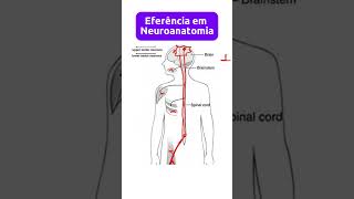 Eferência em neuroanatomia  Significado  Conceito neuroanatomia neurofisiologia neurologia [upl. by Urbain159]