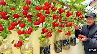 🍅Cómo Sembrar y Trasplantar TOMATOES  how to grow tomatoes gardeningchannel [upl. by Werby984]