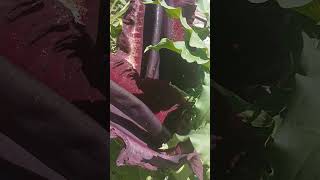 Dracunculus vulgaris florecida con moscas [upl. by Town620]