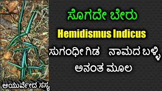 ಸೊಗದೆಬೇರುಸೊಗದೆ ಗಿಡಸುಗ೦ಧೀ ಬೇರುನಾಮದ ಬಳ್ಳಿ HemidismusindicusSogade beru [upl. by Raasch461]