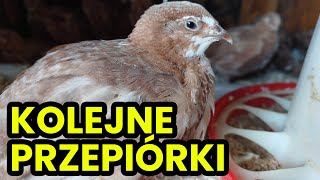 NOWE przepiórki w wolierze Ile ich mam ⁉️ [upl. by Serdna468]