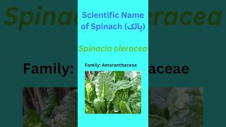 scientific name of Spinach Spinacia oleracea spinachbotany biology planttaxonomy [upl. by Alolomo704]