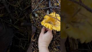 Golden Chanterelles 🤩 mushroomforest chanterelles mushroomrecipe pnwonderland outdoorfun [upl. by Budd884]