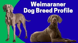 Weimaraner Dog Breed Profile  Characteristics History Care Tips for Pet Owners [upl. by Yehsa974]