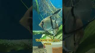 Pterophyllum scalare  Skalarzucht der vierte Versuch [upl. by Myrta]