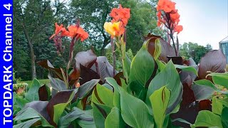 9 Tipos de Canna [upl. by Joshia]