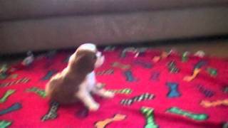 Cavalier King Charles Spaniel6 weeks old [upl. by Erich]