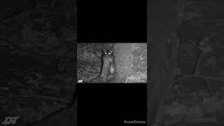 RAT SHOOTING WITH THE 177 BSA ULTRA SE AND THE DNT OPTICS 312 SCOPE [upl. by Synned]