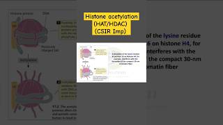 Histone Acetylation  Transcription Stimulation  HAC and HDAC  Biodotcom  csir jrf shorts [upl. by Nohsram]