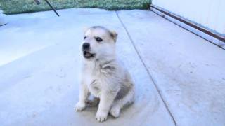 Husky Puppys 1st Howl [upl. by Trinee]