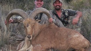 FREE RANGE AOUDAD HUNTING IN WEST TEXAS [upl. by Ahsieket]