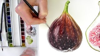 How to paint a realistic velvety fig in watercolour with Anna Mason [upl. by Bridwell]