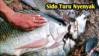 Rekor Mancing Ikan Nila Babon Liar Terbesar Hitungan Detik Angkut 10 Kg [upl. by Tamarah255]