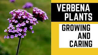 Vibrant Blooms Made Easy Growing and Caring for Verbena Plants [upl. by Jyoti]