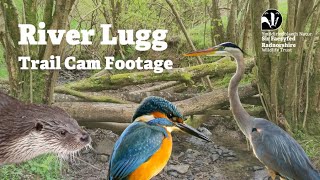 River Lugg  Trail Cam Footage [upl. by Cornie]