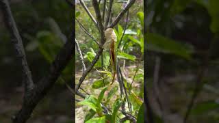 Amazing Mantis Insect is Laying Eggs on the Small Tree Best Action Show Insect Laying Eggs Shorts [upl. by Lenny342]