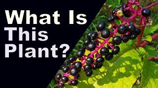 Identification of Pokeweed  and toxicityedibility [upl. by Ignacius]