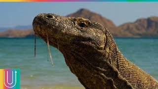 El dragón de Komodo es un animal feroz y que nunca podrías escapar de él [upl. by Constantina716]