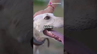 The Surprising Truth About Greyhounds [upl. by Gonroff]