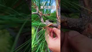 Tips and Tricks for Preventing Pest and Disease in Your Chinese Bonsai nature bonsaistyling [upl. by Hamrnand509]