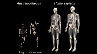 Origins of Genus Homo What Who When Where Early Body Form Life History Patterns [upl. by Teirtza]