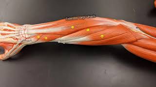 Muscles of the Forearm [upl. by Sidonia]