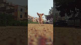 My cute rowdy baby viral viralvedio songlove and dog song love dogbeats [upl. by Acile]