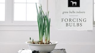 Forcing Bulbs Indoors Learn How to Force Bulbs [upl. by Nesta]