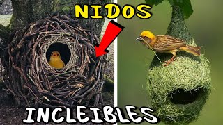 Los 10 NIDOS Más Sorprendentes del Mundo 🪺 🤯 Te dejaran Boquiabierto 😱 [upl. by Adnovahs]