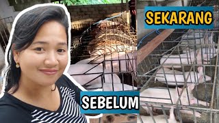 VLOG Peternak Babi Pemindahan Babi dari kandang Koloni ke kandang Baterai [upl. by Ytissahc39]