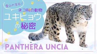 ネコ科の動物＊009 ユキヒョウ [upl. by Heimer]