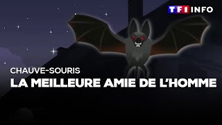 Chauve souris  la meilleure amie de lhomme [upl. by Halullat59]