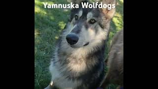 Yamnuska Wolfdog Sanctuarymeet the wolfdogs [upl. by Tory]