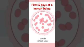 5 first amazing days of a human Zygote to Blastocyst pregnant shortsvideo August 30 2024 [upl. by Drofhsa]