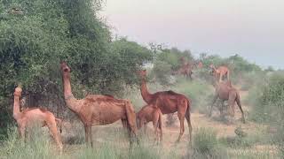 Camels fresh feeding tharwildlife camellife mythar [upl. by Mosora120]