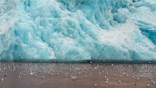 Kongsfjorden  den mest undersøkte fjorden på Svalbard [upl. by Ditter]