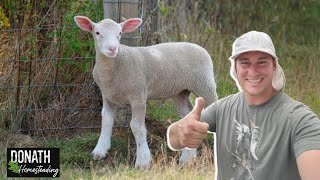 Our Sheep Keep Escaping  First Livestock leaves the Farm  16lbs of PICKLE RELISH [upl. by Irtemed432]