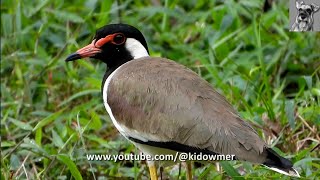 REDWATTLED LAPWING Singapore [upl. by Verbenia]