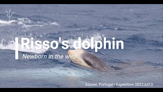 Newborn Rissos dolphin Grampus griseus [upl. by Leeann]