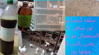 use of Sulpha dimidine safiamp moonjipigeonloves bird viralvideo pigeon pigeonelover [upl. by Fayre]